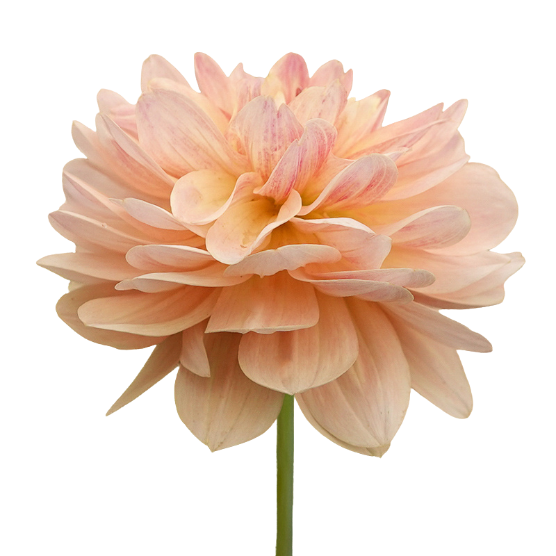 De Bloemgeluk boxen