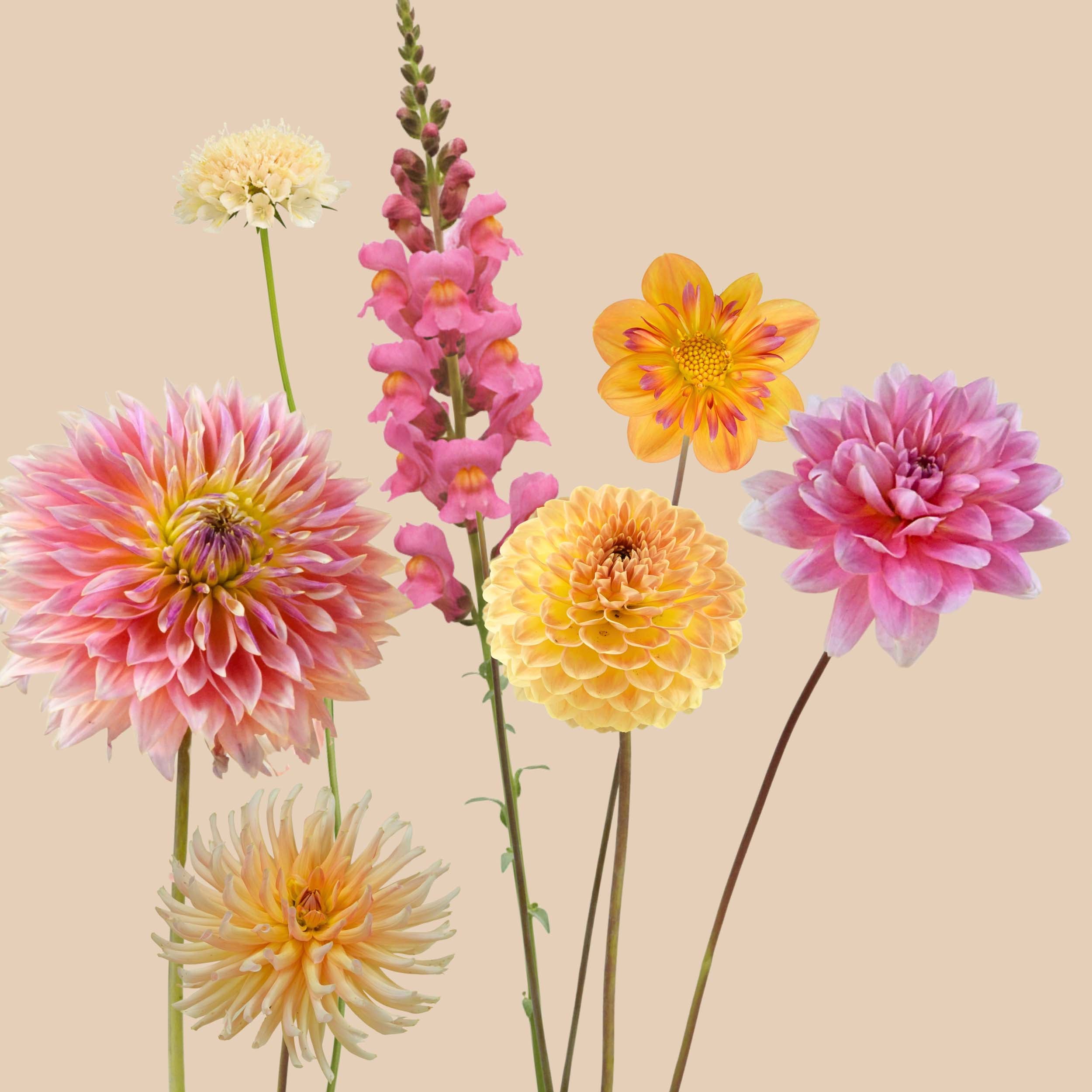 unicorn flower seeds A Unicorn Forest
