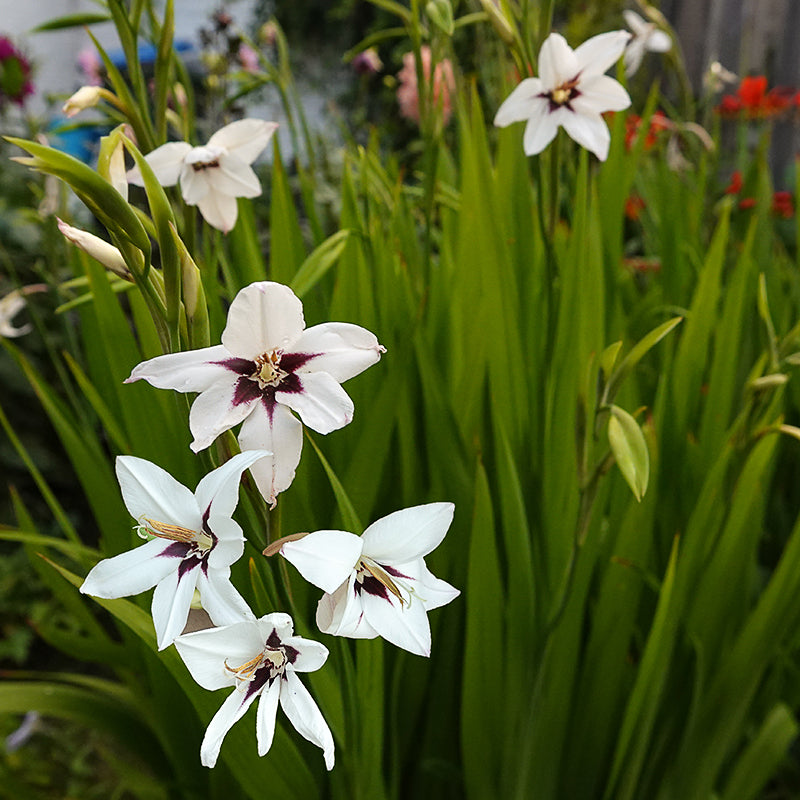 Abyssinian gladiolus