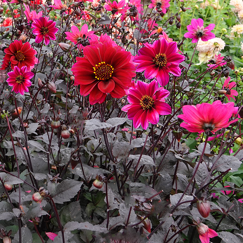 Bishop of Canterbury