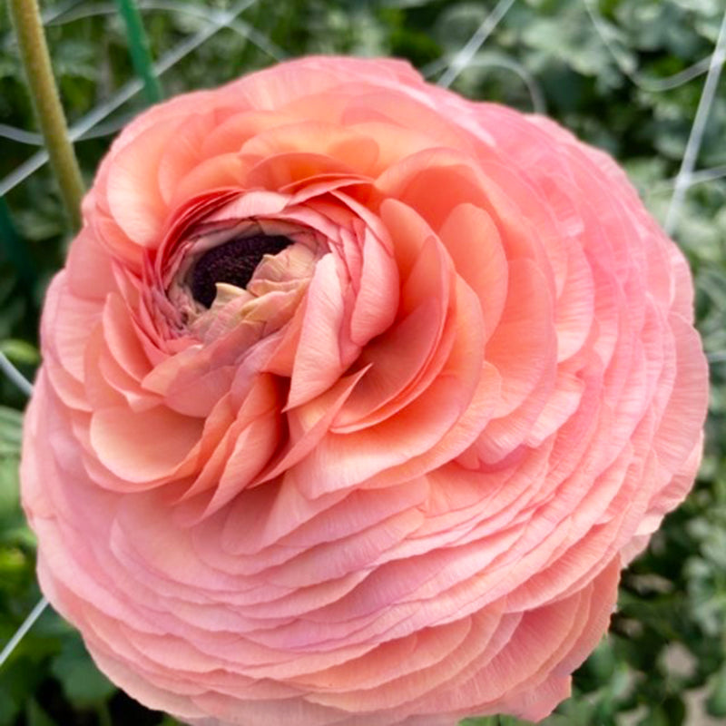 Elegance® Salmon Peach