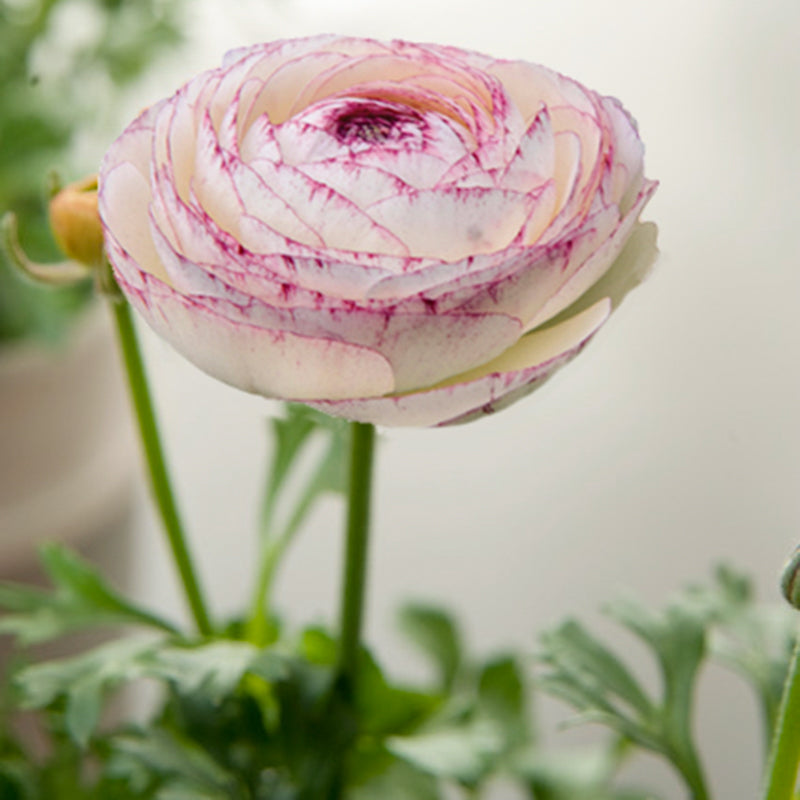 Elegance® Bianca Striato