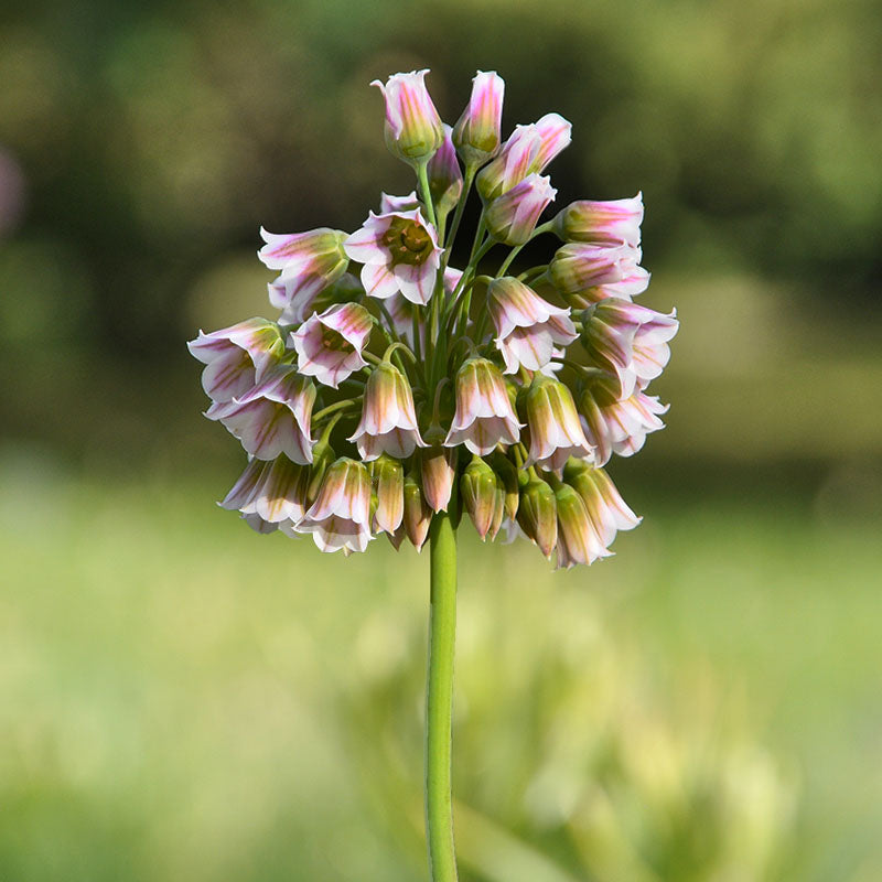 Siculum Bulgaricum