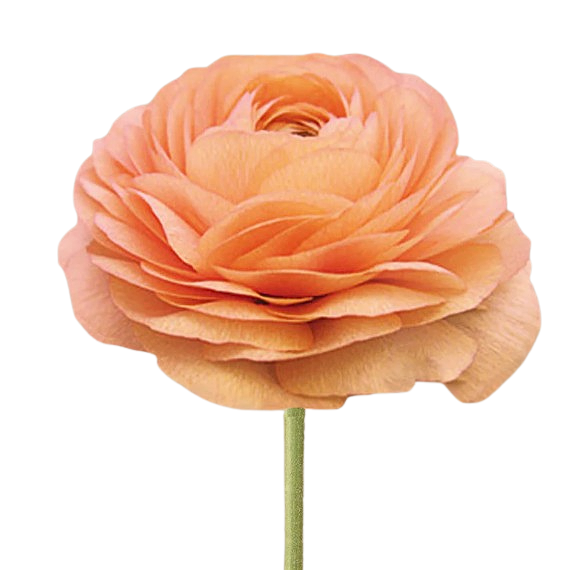 The Flower Boutique