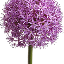 Allium