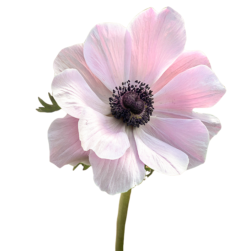 Anemone