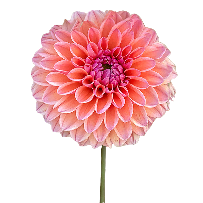 Dahlien