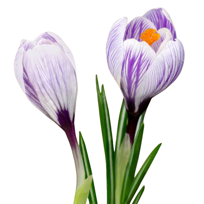 Crocuses