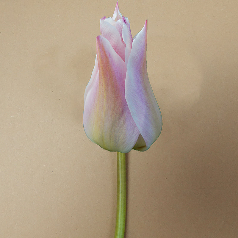 Elegant lady