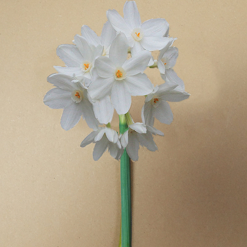 Paper white
