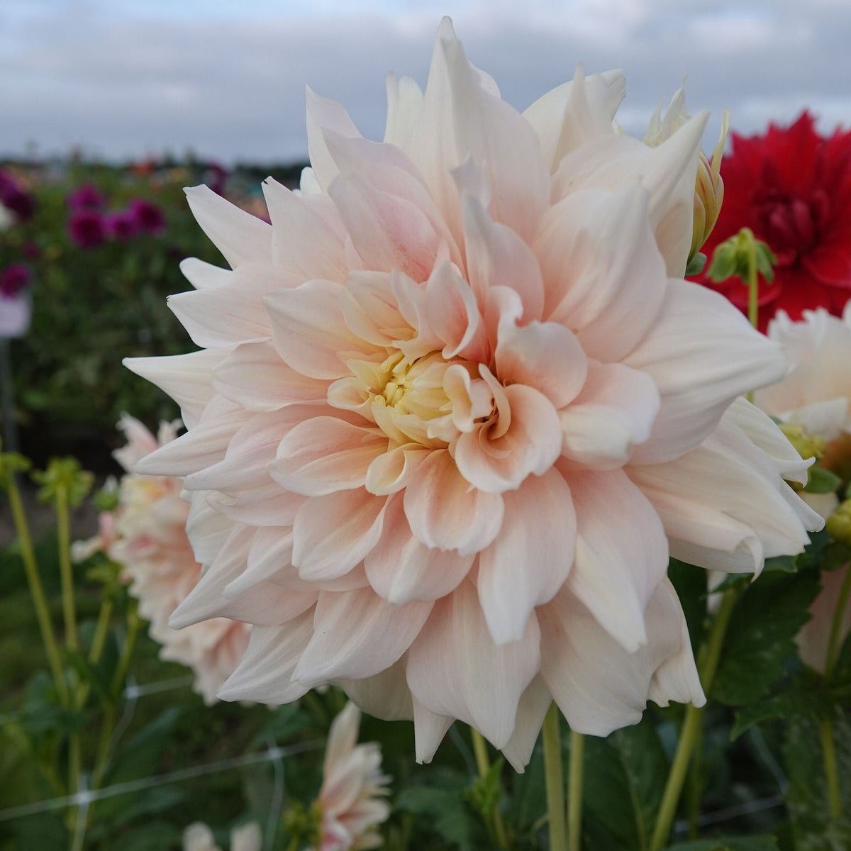 Dahlia 'Break Out' romantic dinner plate dahlia with a soft pink glow ...
