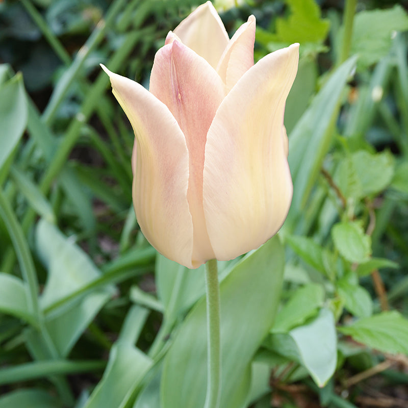 Elegant lady