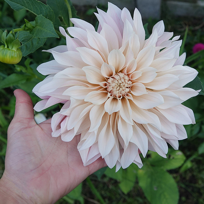 Cafe au lait