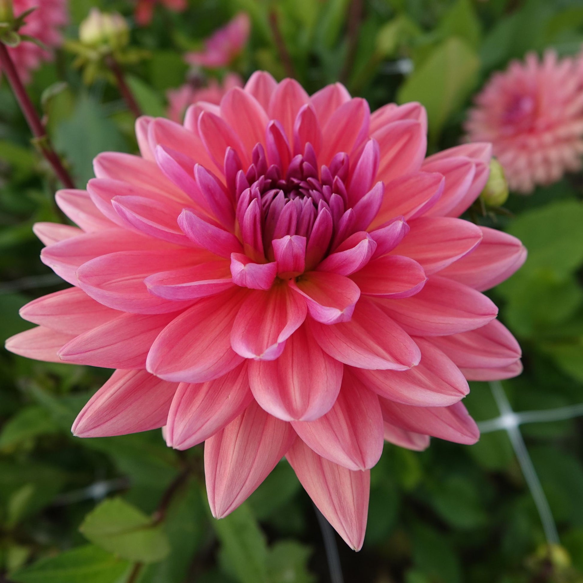 Dutch pearl