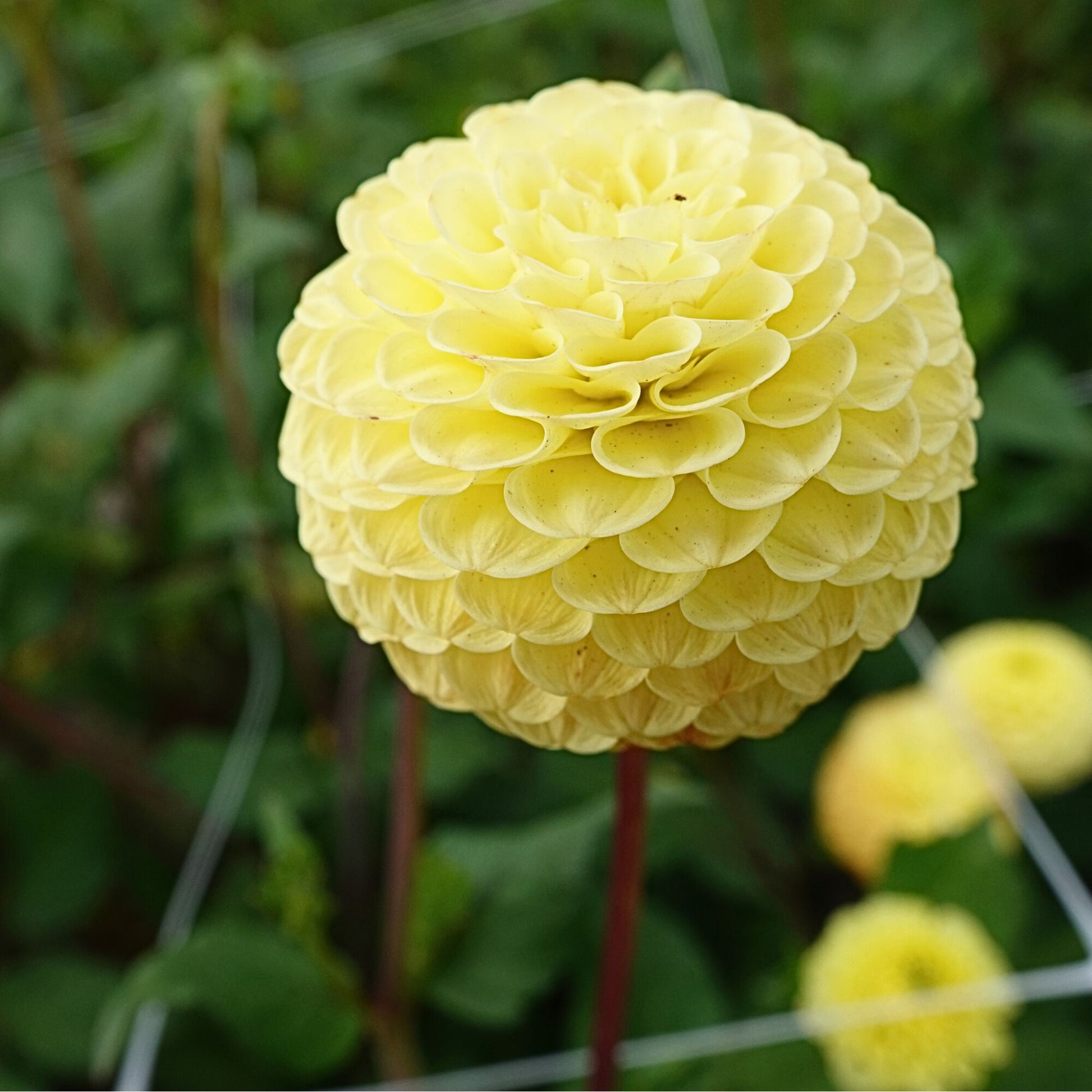 Buttercup