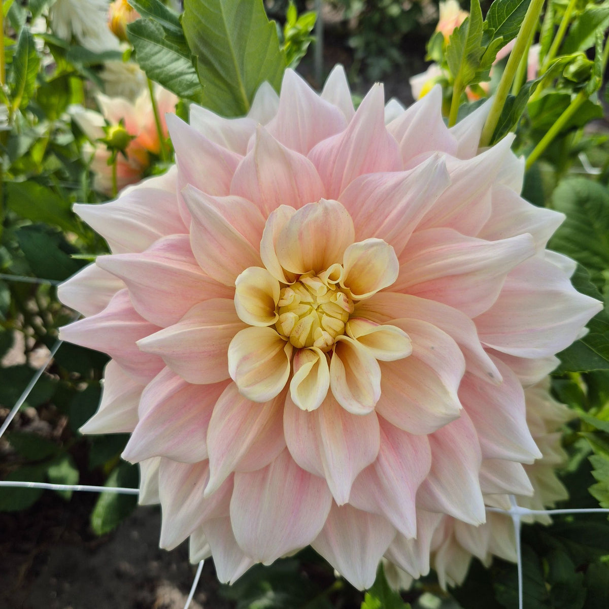 Dahlia 'Break Out' romantic dinner plate dahlia with a soft pink glow ...