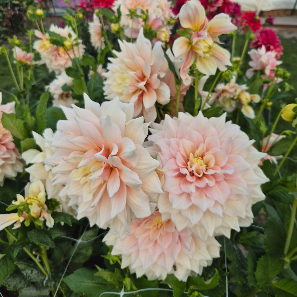 Dahlia 'Break Out' romantic dinner plate dahlia with a soft pink glow ...