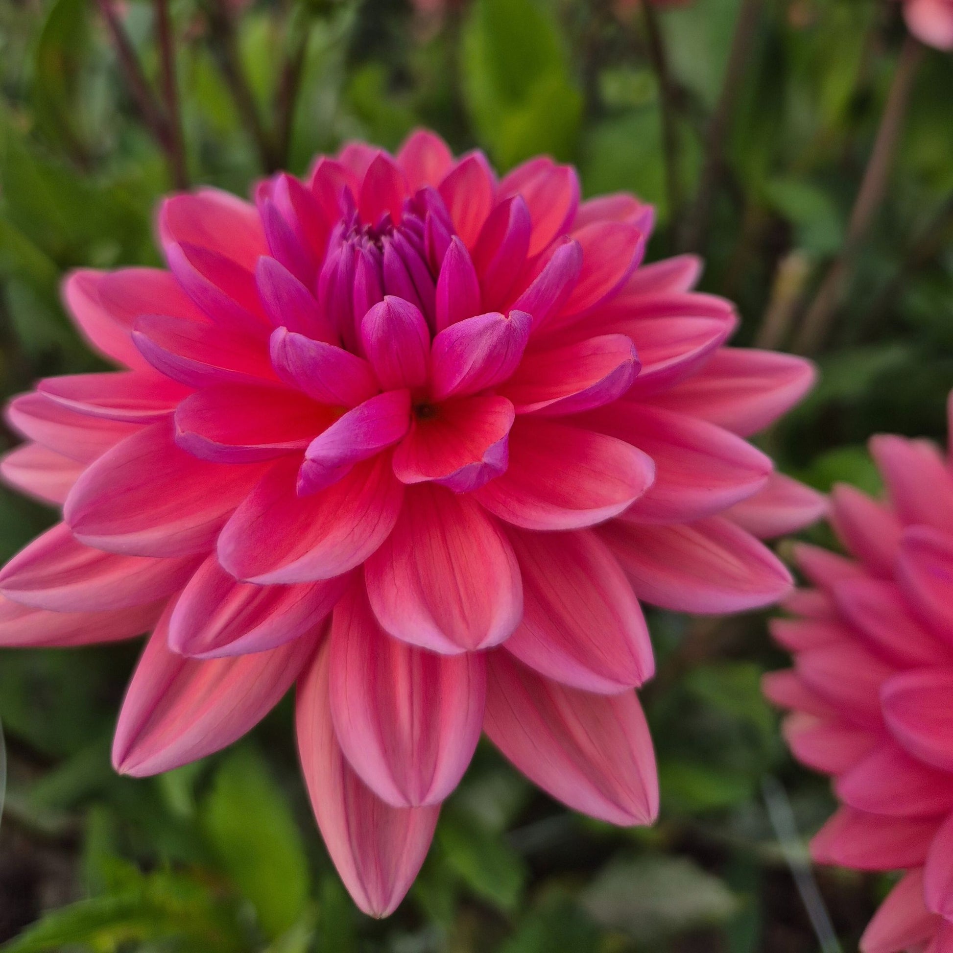 Dutch pearl
