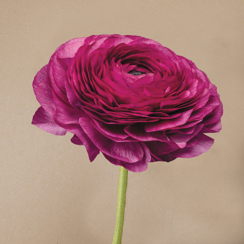 Milka Ranunculus Ranunculus Elegance® Milka – The Blooming Company
