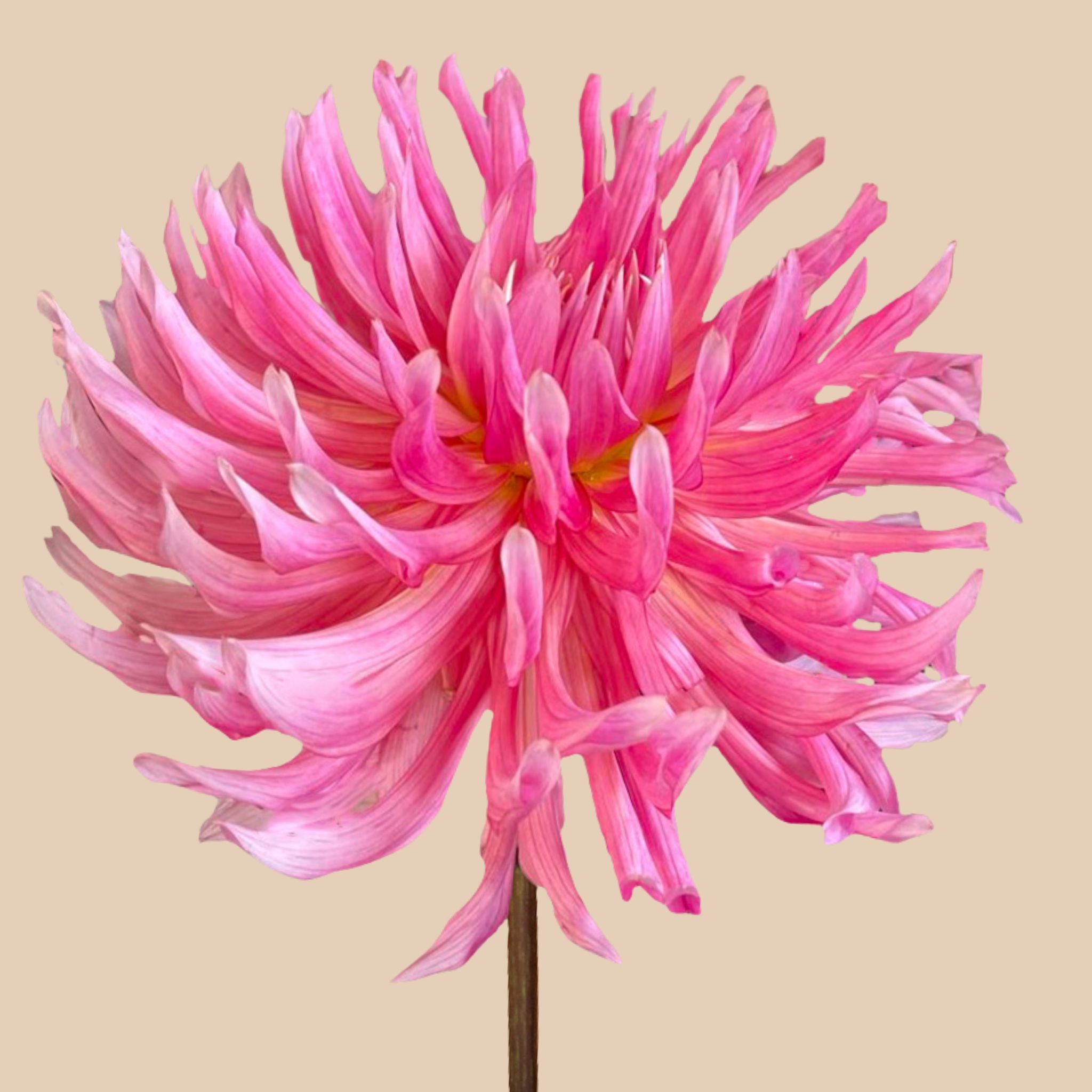 Hollyhill cotton candy