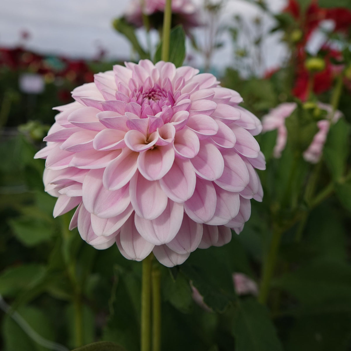 Dahlia 'Pink Silk' | Pastel pink dahlia with a soft appearance – The ...