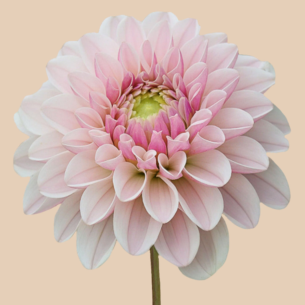 Dahlia 'Pink Silk' | Pastel pink dahlia with a soft appearance – The ...
