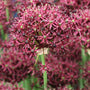 Atropurpureum