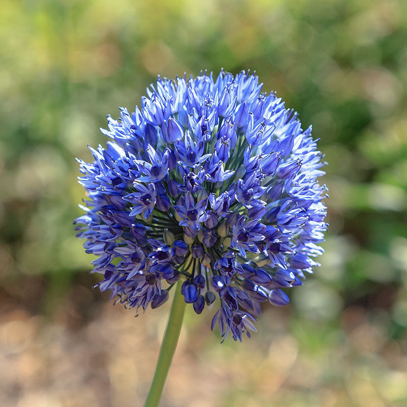 Caeruleum