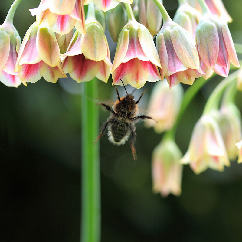 Siculum Bulgaricum