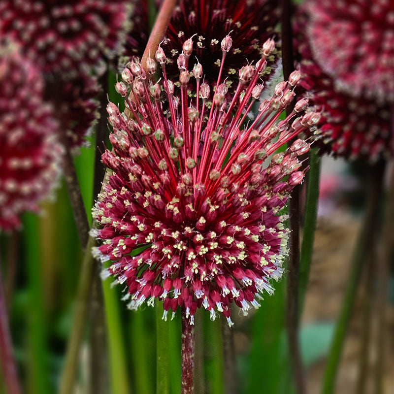 Red mohican