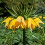 Imperialis Lutea