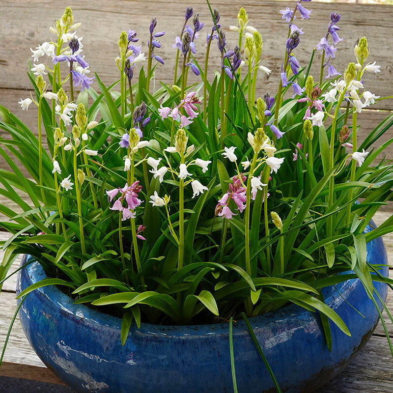 Hyacinthoides roze