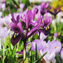 Purple hill