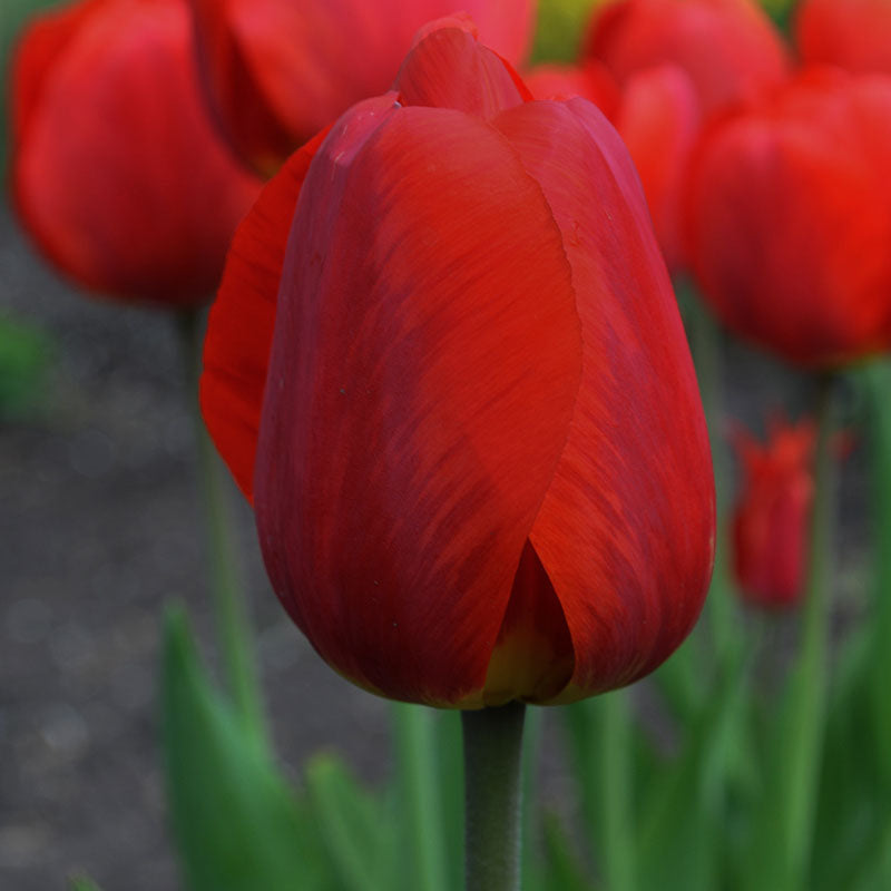 Couleur Cardinal
