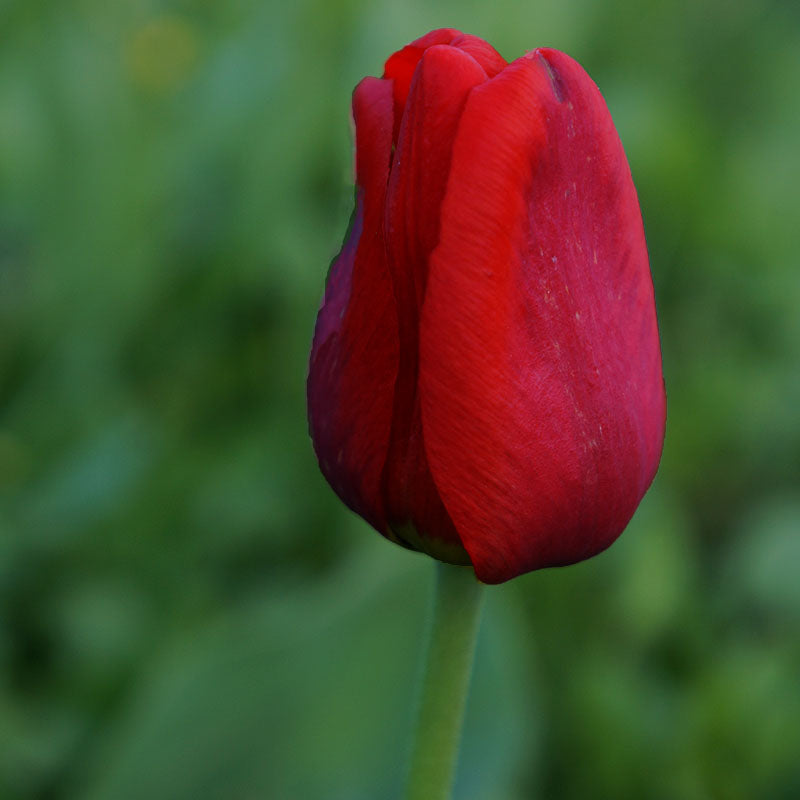 Couleur Cardinal