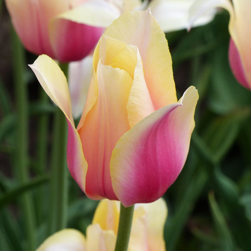 Blushing lady