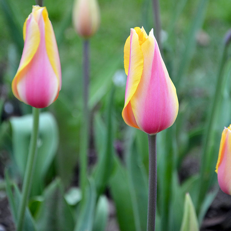 Blushing lady
