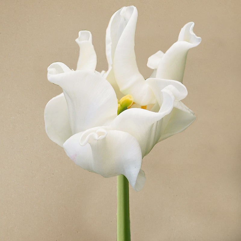 White Liberstar