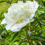 White Charm