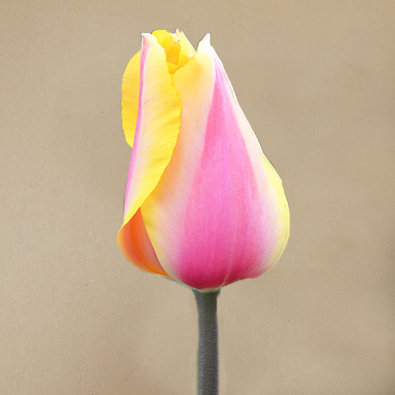 Blushing lady
