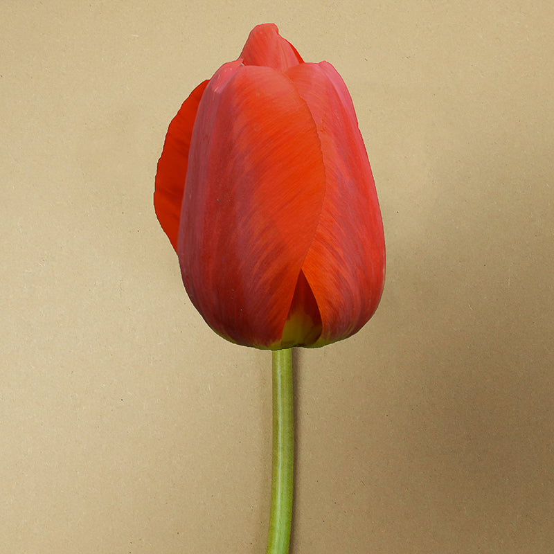 Couleur Cardinal