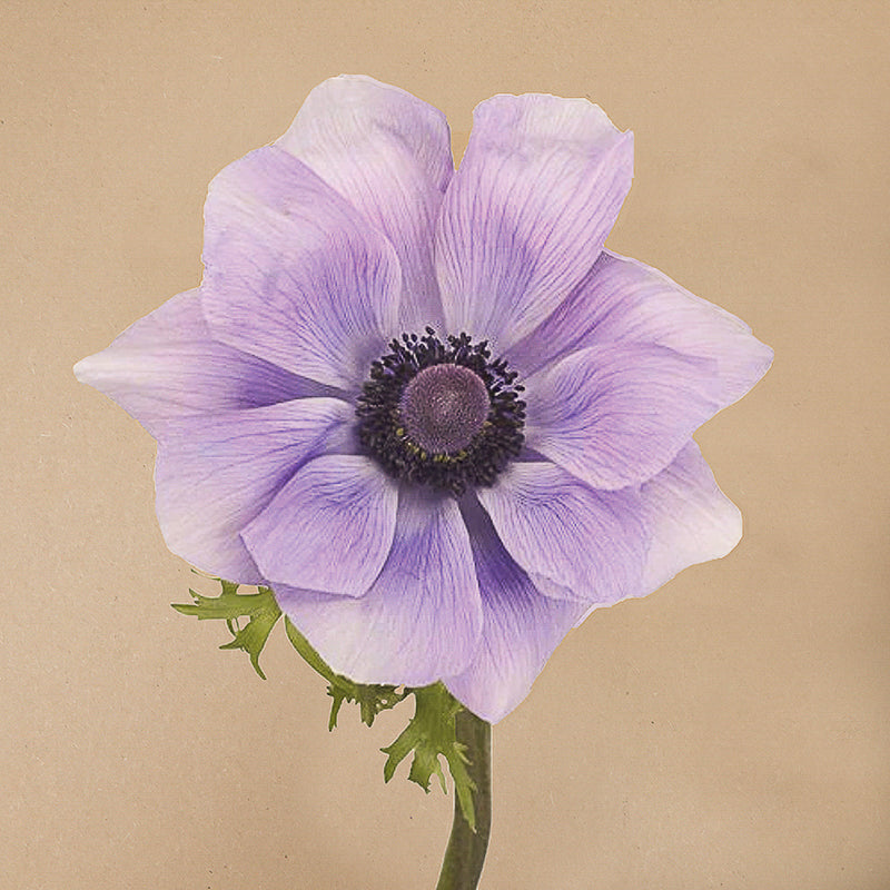 Mistral Blue