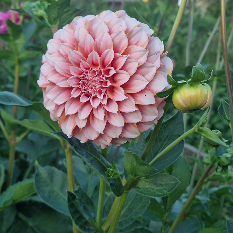 Peaches