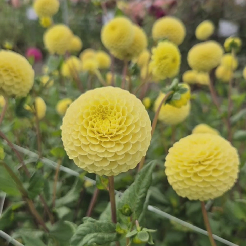 Buttercup